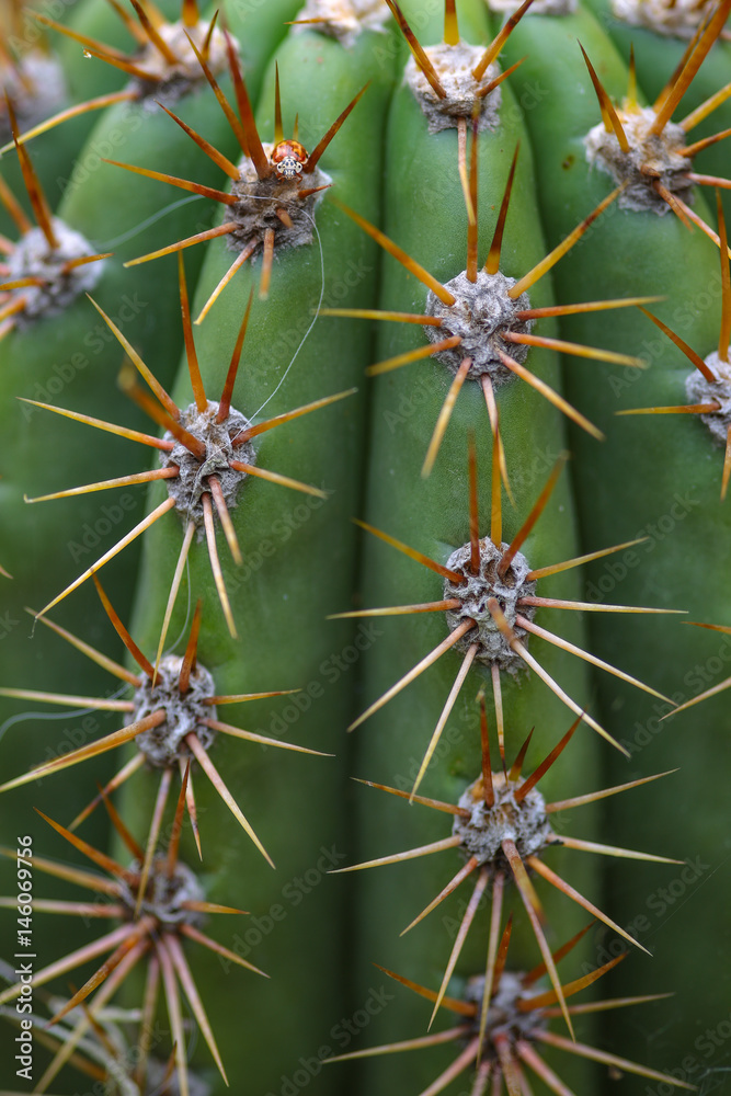 Kaktusstacheln (Trichocereus pasacana) Stock Photo | Adobe Stock