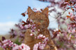 Red cat in flowers