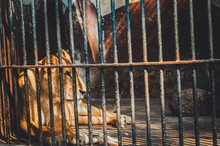 Giza, Egypt, March 4, 2017: View Of Lion In Cage At Giza Zoo