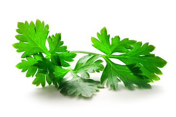 Poster - Fresh green parsley