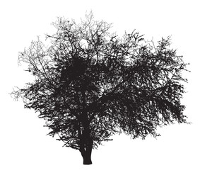 Wall Mural - Tree silhouette : Ziziphus mauritiana