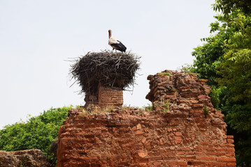 Stork nest on the wall of chellah necropolis