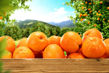 orange fruits 