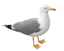 Seagull Bird Standing On Its Webbed Feet. Frontal View, Isolated On White Background.