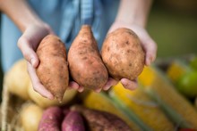 Cropped Image Of Woman Holding Sweet Potatoes