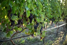 Close Up Of Grapes Growing On Plants