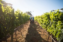 Distant view of couple dancing amidst plants at vineyard