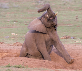 Wall Mural - Itchy Eelephant having a Satisfying Scratch