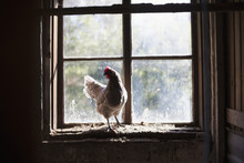 Chicken On Window Sill