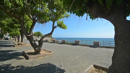 Wall Mural - Trees in Alghero seafront, Italy