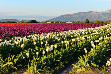 Fields of purple, red, white tulips in full bloom and clear blue sky at farm in Skagit Valley, Mount Vernon, Washington, US.  Mountain, classic barn in horizontal. Springtime, agricultural  background