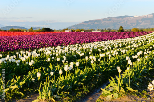 Fields Of Purple Red White Tulips In Full Bloom And Clear Blue