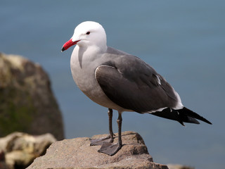 Sticker - Heermann's Gull on a Rock