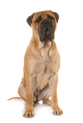 Wall Mural - puppy bull mastiff