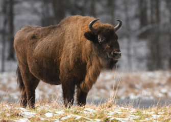 Wall Mural - European bison (Bison bonasus)