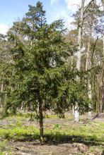 Taxus Baccata In The Forest Of Deforestation