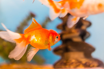 Wall Mural - One goldfish swimming in aquarium macro closeup