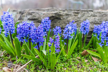Many Blue Hyacinth Flowers In Landscaped Garden