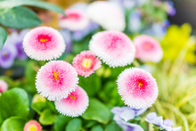 English Daisy Or Bellis Perennis Plant With Colorful Pink And White Flowers Macro Closeup