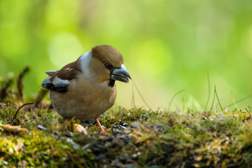 Wall Mural - Hawfinch female