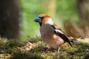 Wall Mural - Hawfinch male