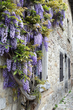Blooming Wisteria On The Street Of French Village