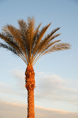 single palm tree under morning sunlight with gold color