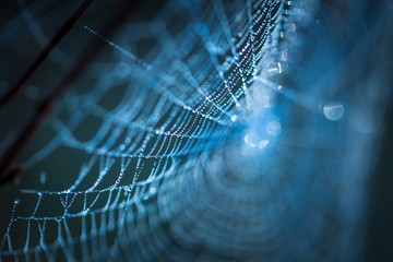 Wall Mural - Spider web with dew droplets in big close up