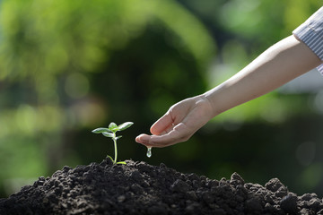 Children's hand watering a young plant