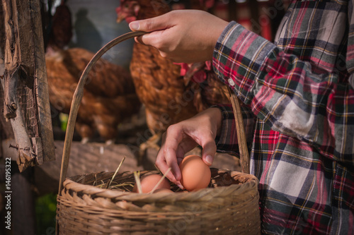 Photographie  farmer woman gathering fresh eggs into basket at hen house in countryside mornin