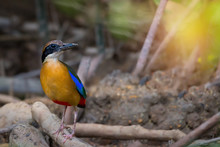 Today I Love To Wear Red Pants.Bird,Mangrove Pitta ( Pitta Megarhyncha ) Making For A Living On The Ground .
