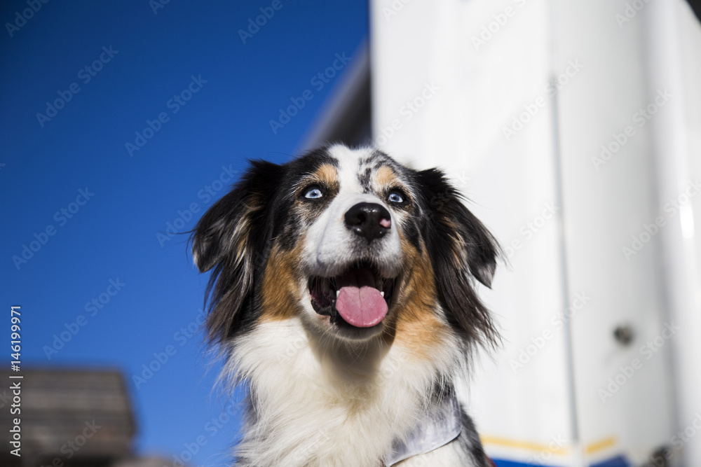 Hund Von Vorne