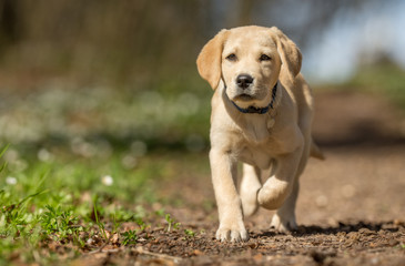 Sticker - Young labrador retriever dog puppy