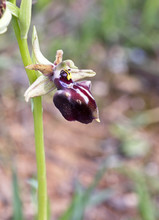 Ophrys Mammosa, Pegeia Forest, Paphos, Cyprus.