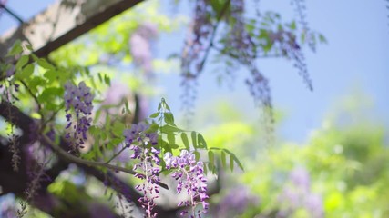 Wall Mural - Japanese wisteria flowers swaying in wind