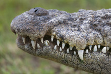 Nile Crocodile (Crocodylus Niloticus) Detail Showing Teeth And Nostrils. KwaZulu Natal. South Africa.