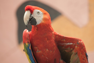 Red parrot Scarlet Macaw, Ara macao, Red bird