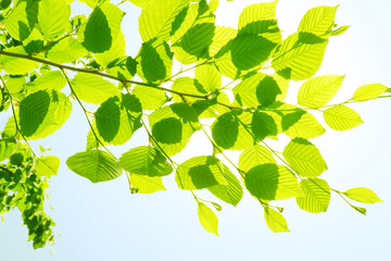 Wall Mural - green leaf blue sky background