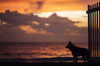 Dog silhouette in a stunning sunset on the sea.
