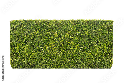 Fotografía shrubbery bush tree isolated white background