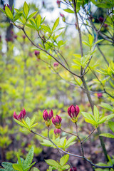 Canvas Print - Budding purple flowers and fresh green leaves of a Chinese azalea from close