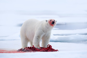white polar bear on drift ice with snow feeding kill seal, skeleton and blood, svalbard, norway. blo