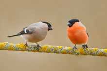 Songbirds, Male And Female. Red Bird Bullfinch Sitting On Yellow Lichen Branch, Sumava, Czech Republic. Wildlife Scene From Nature. Pair Of Bullfinch In Forest. Two Animals With Clear Background.