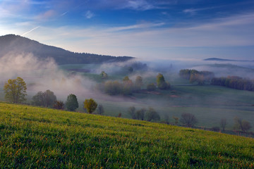 Wall Mural - Foggy summer morning in the mountains. Green tree on the hill with fog. Tree from Sumava mountain, Czech Republic. Fog in the landscape. Twilight in landscape with blooming tree. Meadow and blue sky.