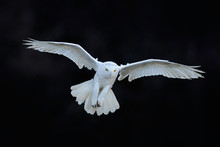 Snowy Owl, Nyctea Scandiaca, White Rare Bird Flying In The Dark Forest, Winter Action Scene With Open Wings, Canada
