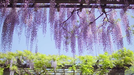 Wall Mural - Hanging Japanese wisteria flowers in morning light