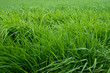 herbe vert tige graminées printemps tondre pelouse jardin fond matière