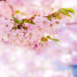 © annaia - Körbärsblommor med ofokuserad bakgrund