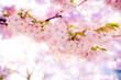 © annaia - Körbärsblommor med ofokuserad bakgrund