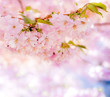© annaia - Körbärsblommor med ofokuserad bakgrund